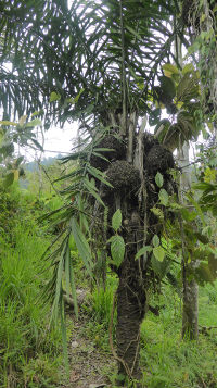 A Tagua Palm Tree