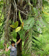 Tagua Palm Tree with Woman Standing next to it